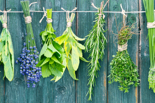 bundles of herbs hanging upside down on a line